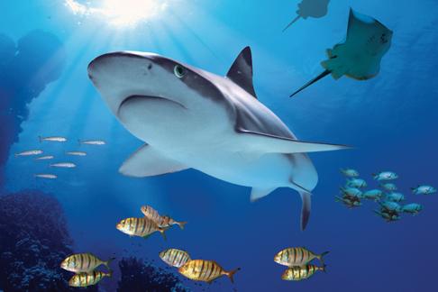London Aquariam